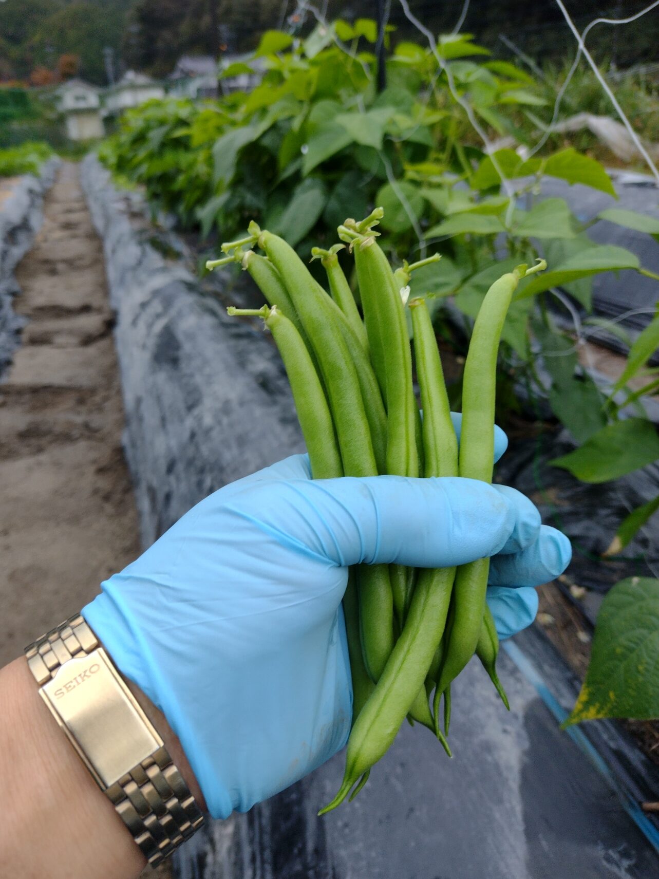 甘くておいしいさやいんげん