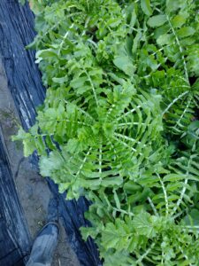 大根の葉がパラボラアンテナ