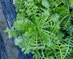 大根の葉がパラボラアンテナ